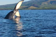 Maui Whale Watching Tour 1.5 hr thumbnail 1
