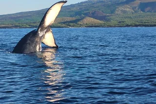 Maui Whale Watching Tour 1.5 hr