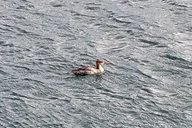 Monterey Bay Bird Watching Tour thumbnail 6