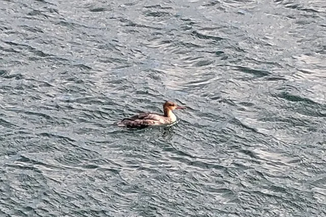 Monterey Bay Bird Watching Tour - Image 6