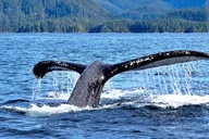 Sitka Whale Watching and Marine Wildlife Tour thumbnail 5