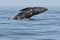 San Diego Whale Watching Cruise thumbnail 5