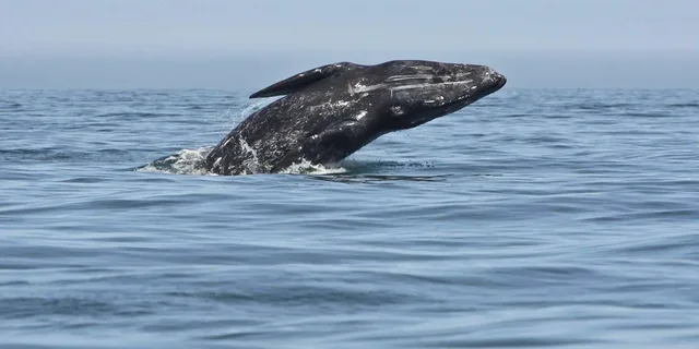 San Diego Whale Watching Cruise - Image 5