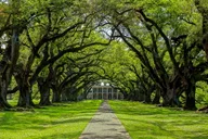 New Orleans Bayou Swamp and Oak Alley Plantation Tour thumbnail 5