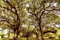 New Orleans Creole and Crescent Bike Tour thumbnail 5
