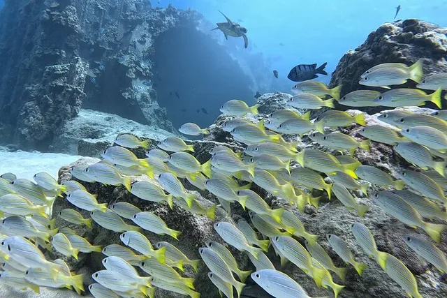 Oahu SCUBA Dive at Electric Beach - Image 2