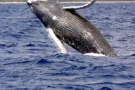 Hilo Humpback Whale-Watching Cruise 1.5 hr thumbnail 1