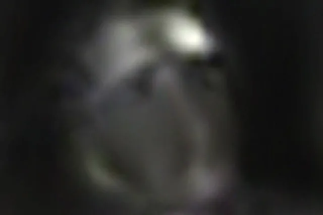 Williamsburg Ghost Tour with Real Photos - Image 4