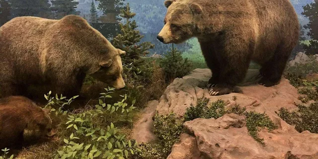 Denver Museum of Nature and Science Digital Tour - Image 2