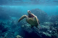 Maui Turtle Town Kayak and Snorkel Tour thumbnail 2