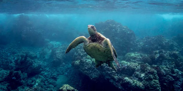 Maui Turtle Town Kayak and Snorkel Tour - Image 2