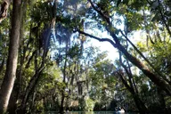 Crystal River Manatee Swim Tour thumbnail 5