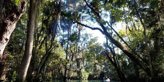 Crystal River Manatee Swim Tour - Image 5