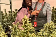 Denver Cannabis Tour with Grow Facility Access thumbnail 6