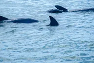St. Augustine Dolphin and Wildlife Eco Adventure thumbnail 5