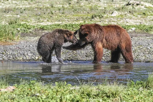 Juneau Bear Viewing at Pack Creek 6 hr - Image 3