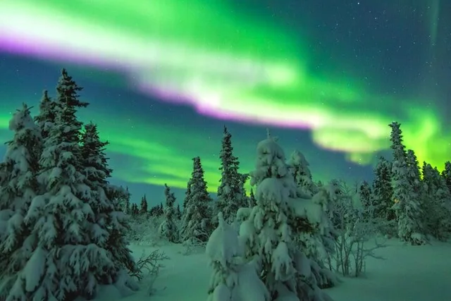 Fairbanks Aurora Chasing Tour 4 hr - Image 3