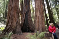 San Francisco Muir Woods Car Tour thumbnail 5