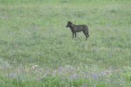 Yellowstone National Park Wildlife Tour from West Yellowstone thumbnail 3