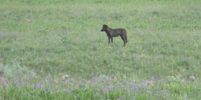 Yellowstone National Park Wildlife Tour from West Yellowstone - Image 3