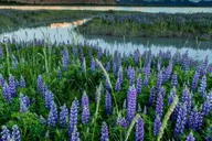 Anchorage Turnagain Arm Photography Tour 5 hr thumbnail 1