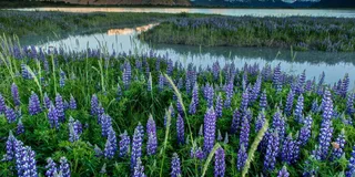 Anchorage Turnagain Arm Photography Tour 5 hr