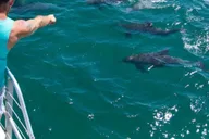 Destin Snorkeling and Dolphin Cruise 2.5 hr thumbnail 6