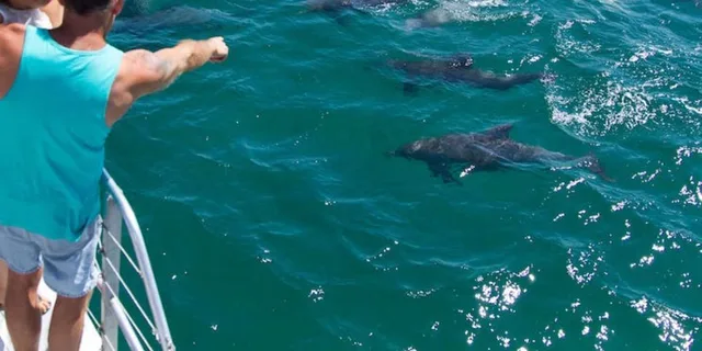 Destin Snorkeling and Dolphin Cruise 2.5 hr - Image 6