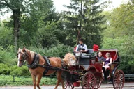 New York City Central Park Horse Carriage Ride 55 min thumbnail 6