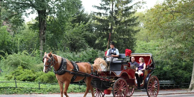 New York City Central Park Horse Carriage Ride 55 min - Image 6