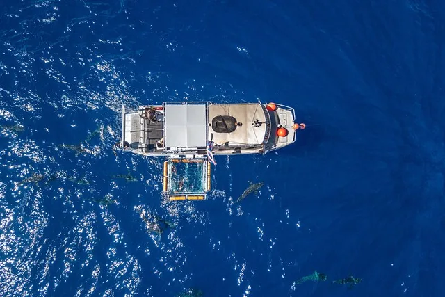 Oahu Shark Cage Diving - Image 3