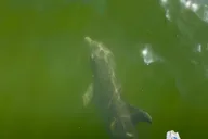 10,000 Islands Dolphin and Manatee Boat Tour thumbnail 3