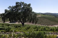 Paso Robles Winery Tour thumbnail 5