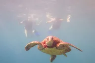 Maui Snorkeling Boat Tour from Ka'anapali thumbnail 3