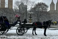 New York City Horse Carriage Ride in Central Park thumbnail 1