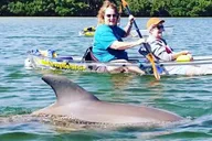 Tampa Manatee and Dolphin Kayak Tour 90 Min thumbnail 2