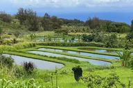 Waipi’o Horseback Tour: Mountain Ocean Views 2 hr thumbnail 3