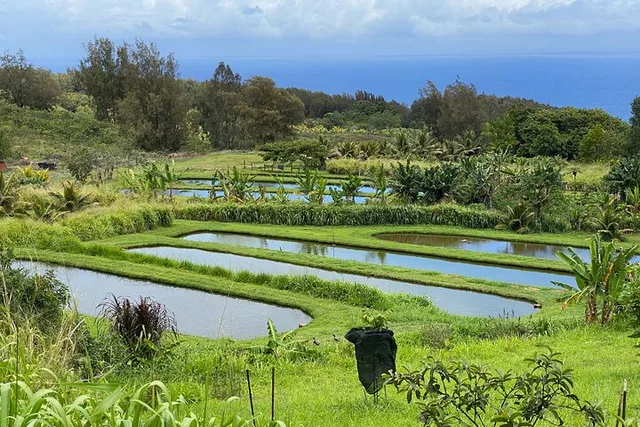 Waipi’o Horseback Tour: Mountain Ocean Views 2 hr - Image 3