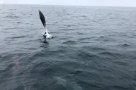 Dana Point Whale and Dolphin Watching Tour thumbnail 5