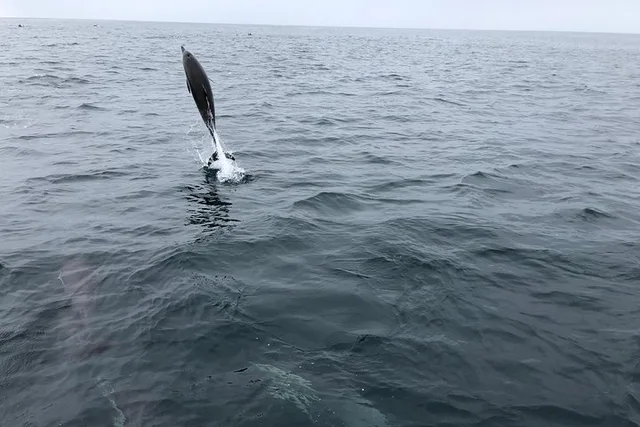Dana Point Whale and Dolphin Watching Tour - Image 5