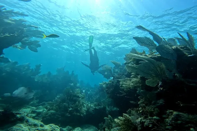Key Largo Snorkeling Activity - Image 6