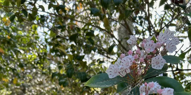 Charleston Middleton Place Guided Tour with Lunch - Image 6