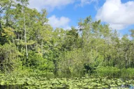Miami Everglades Eco Airboat Tour 4.5 hr thumbnail 4