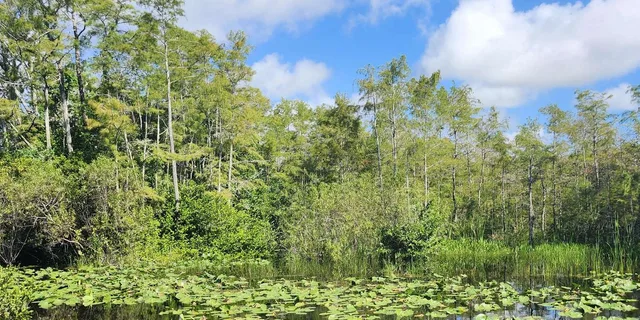 Miami Everglades Eco Airboat Tour 4.5 hr - Image 4