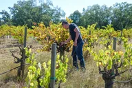 Sonoma Wine Tasting Experience thumbnail 2