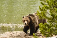 Yellowstone Wildlife and Waterfalls Tour thumbnail 2