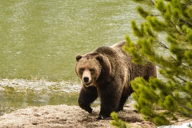 Yellowstone Wildlife and Waterfalls Tour - Image 2