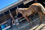 Miami Horse Photoshoot Experience thumbnail 5