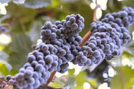 Temecula Valley Wine Tour with Private Transportation thumbnail 3