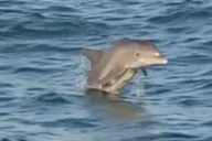 Orange Beach Dolphin Tour at Sunset 90 min thumbnail 6